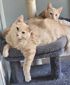 SANDIE, PECAN AND EMMY -  Domestic Short Hair Cat for Adoption in Puyallup, Washington - SANDIE, PECAN AND EMMY | PetCurious