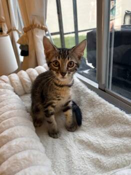 Judah -  Domestic Short Hair and Tabby Cat for Adoption in Brandon, Florida - Judah | PetCurious