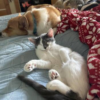 Domestic Long Hair and Domestic Short Hair Cats Available for Adoption - Willow  | PetCurious