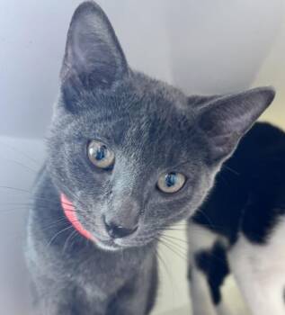 Arabella -  Domestic Short Hair Cat for Adoption in Golden, Colorado - Arabella | PetCurious