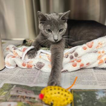 Domestic Short Hair Cats Available for Adoption - Demi | PetCurious
