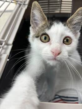 Limp Bizkit -  Domestic Short Hair Cat for Adoption in Westland, Michigan - Limp Bizkit | PetCurious