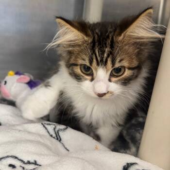 Garlic -  Domestic Medium Hair Cat for Adoption in Brockton, Massachusetts - Garlic | PetCurious