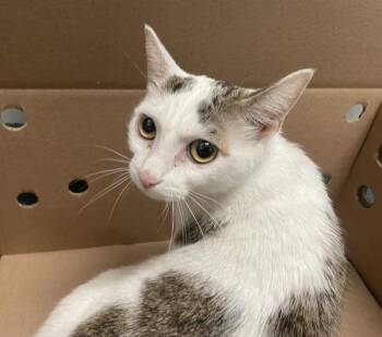 Butterscotch -  Domestic Short Hair Cat for Adoption - Butterscotch | PetCurious