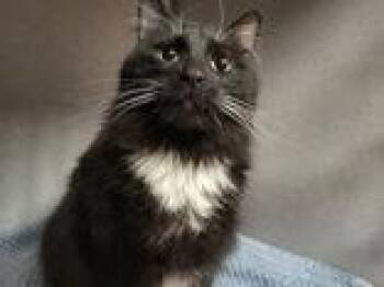 Domestic Long Hair Cats Available for Adoption in Canon City, Colorado - Cupcake | PetCurious