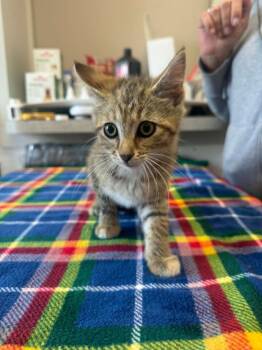 Puff -  Domestic Short Hair Cat for Adoption in Marion, Ohio - Puff | PetCurious