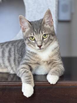 Rescue Domestic Short Hair Cats for Adoption in Encinitas, California - Savanna | PetCurious