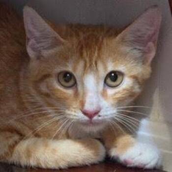 Snicker -  Tabby Cat for Adoption in Green Valley, Arizona - Snicker | PetCurious
