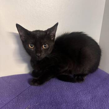 Leo -  Domestic Short Hair Cat for Adoption in Sarasota, Florida - Leo | PetCurious