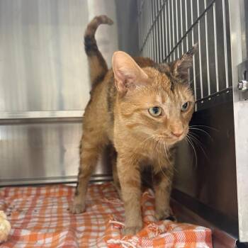 Domestic Short Hair Cats Available for Adoption in Springfield, Illinois - Parsley | PetCurious