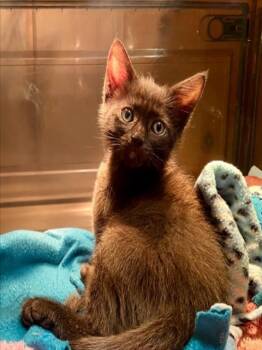 *BAGAGWA -  Domestic Short Hair Cat for Adoption in Woodland, California - *BAGAGWA | PetCurious