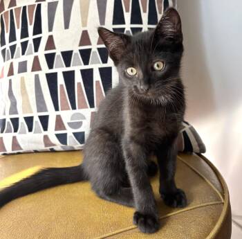 Diego (bonded with Emilio) -  Domestic Short Hair Cat for Adoption in Vaughan, Ontario - Diego (bonded With Emilio) | PetCurious