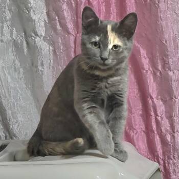 Rescue Domestic Short Hair Cats for Adoption in Grantsville, Utah - Patch | PetCurious