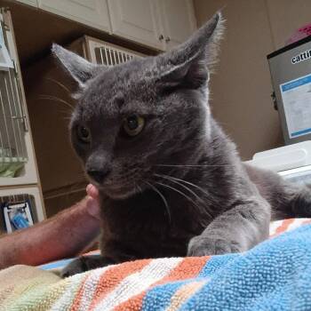 Quicksilver -  Domestic Short Hair Cat Available for Adoption in Dallas, Texas - Quicksilver | PetCurious