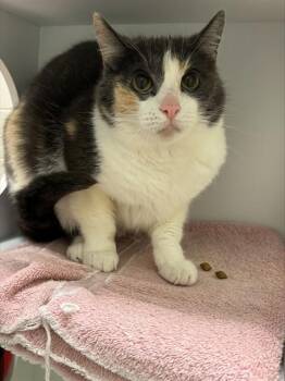 GRAY -  Domestic Short Hair Cat for Adoption in Leesburg, Virginia - GRAY | PetCurious