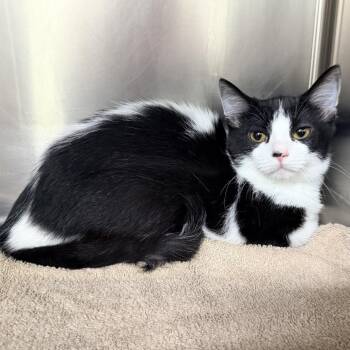 Obi -  Domestic Short Hair Cat for Adoption in Warrensburg, Missouri - Obi | PetCurious