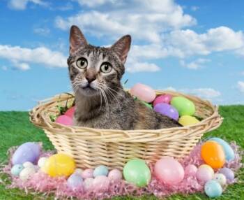 Rescue Tabby Cats for Adoption in Biloxi, Mississippi - Mary Marbles | PetCurious