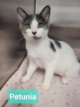 Petunia -  Domestic Short Hair Cat for Adoption in Richmond, Indiana - Petunia | PetCurious