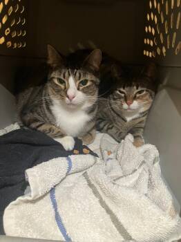 Rescue Domestic Short Hair Cats for Adoption in Fort Lupton, Colorado - Mystras | PetCurious