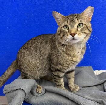 Domestic Short Hair Cats Available for Adoption in Dunkirk, New York - Mac | PetCurious