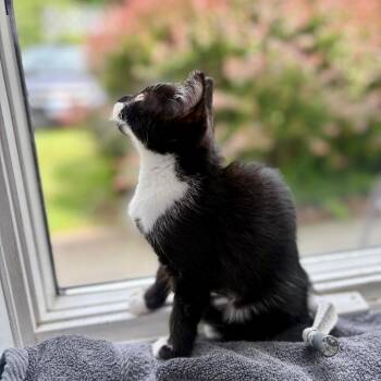 Olive -  Domestic Short Hair Cat for Adoption in New Fairfield, Connecticut - Olive | PetCurious