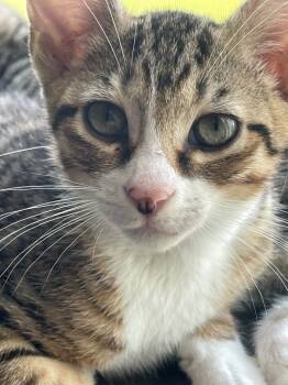 Rescue Domestic Short Hair Cats for Adoption in Evans, Georgia - Jellybean | PetCurious