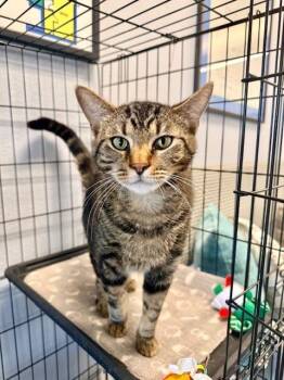 Domestic Short Hair Cats Available for Adoption - Nino  | PetCurious