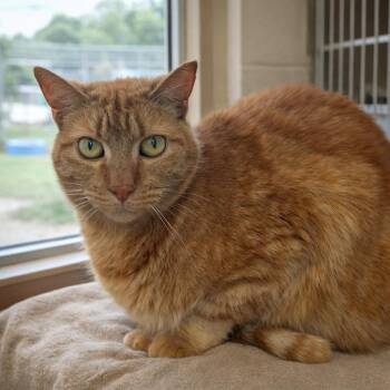 Domestic Short Hair Cats Available for Adoption in Pontiac, Michigan - Calista | PetCurious