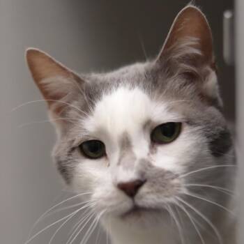 Domestic Short Hair Cats Available for Adoption in Philadelphia, Pennsylvania - Donnie Baseball | PetCurious