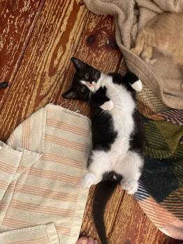 New Crash -  Domestic Short Hair Cat for Adoption in Trenton, New Jersey - New Crash | PetCurious