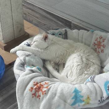 Rescue Domestic Short Hair Cats for Adoption in West Des Moines, Iowa - Jasmine | PetCurious