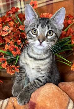 6/23/26 Smoke -  Domestic Short Hair Cat for Adoption in Stillwater, Oklahoma - 6/23/26 Smoke | PetCurious