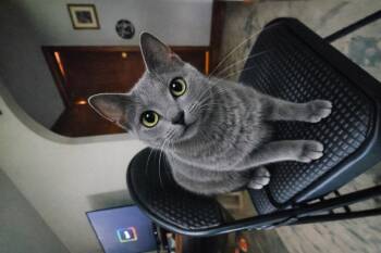 Domestic Short Hair Cats Available for Adoption in Pineville, Louisiana - Lyra | PetCurious