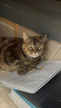 Marley -  Domestic Short Hair Cat for Adoption in Vernon Township, New Jersey - Marley | PetCurious