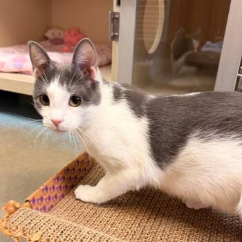 Caspian -  Domestic Short Hair Cat for Adoption in Pagosa Springs, Colorado - Caspian | PetCurious
