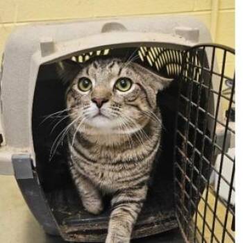 Domestic Short Hair Cats Available for Adoption in New York, New York - Jerry | PetCurious