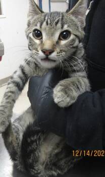 Domestic Short Hair Cats Available for Adoption in Marietta, Georgia - Stormy(618) | PetCurious