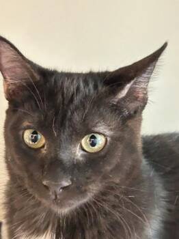 Diesel -  Domestic Short Hair Cat for Adoption in Hamilton, Montana - Diesel | PetCurious