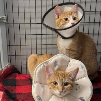 Domestic Short Hair Cats Available for Adoption - Billie C10854 | PetCurious