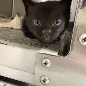 Domestic Short Hair Cats Available for Adoption in Elberon, Virginia - Harry | PetCurious