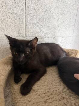 Pete -  Domestic Short Hair Cat for Adoption in Ontario, California - Pete | PetCurious