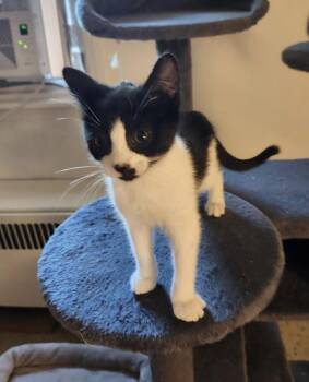 Tiny Dancer -  Domestic Short Hair Cat Available for Adoption in Trenton, New Jersey - Tiny Dancer | PetCurious