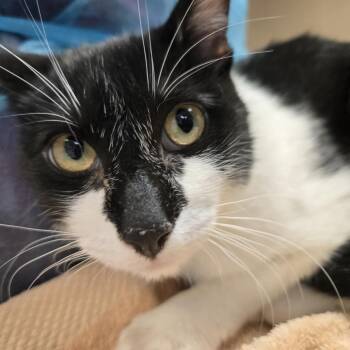 Mbappe -  Domestic Short Hair Cat for Adoption in Flagstaff, Arizona - Mbappe | PetCurious