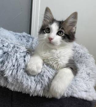 Domestic Long Hair and Domestic Short Hair Cats Available for Adoption in Fort Worth, Texas - Marius | PetCurious
