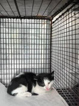 PALMETTO -  Domestic Short Hair Cat for Adoption in Doral, Florida - PALMETTO | PetCurious