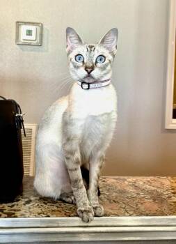 Fallon -  Siamese and Domestic Short Hair Cat for Adoption in Magnolia, Texas - Fallon | PetCurious
