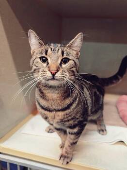 Rescue Domestic Short Hair Cats for Adoption in Peace River, Alberta - Sue | PetCurious