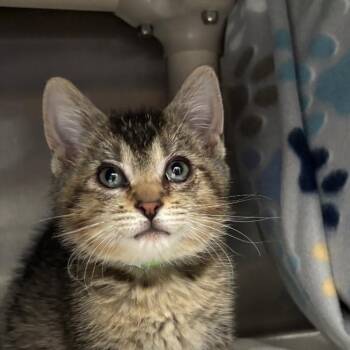 Domestic Short Hair Cats Available for Adoption in Fort Wayne, Indiana - Lydia | PetCurious