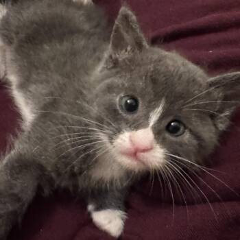 Yelena -  Domestic Short Hair Cat for Adoption in Keizer, Oregon - Yelena | PetCurious