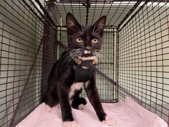 SOCKS -  Domestic Short Hair Cat for Adoption in Tustin, California - SOCKS | PetCurious